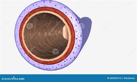 Image result for Vein with Valve Transverse Diagram