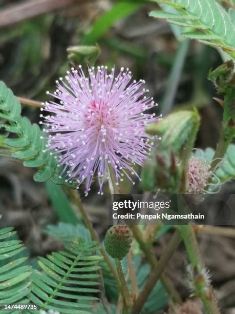 Image result for The Touch Me Not Plant in the Bahamas