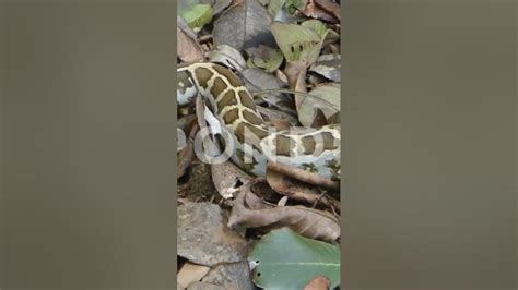 Afbeeldingsresultaten voor White Python Brown Spots