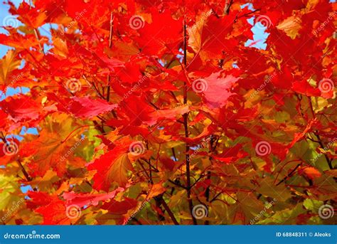 Image result for Red Maple Tree Fall