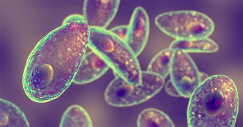 Image result for What Is a Parasite