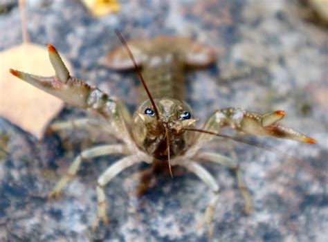 Image result for Crawdad Hole Fishing