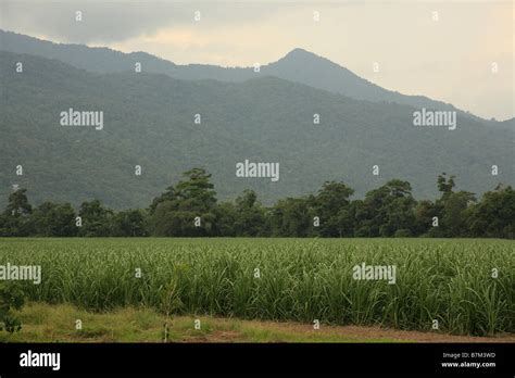 Image result for Sugar Cane Factory and Field