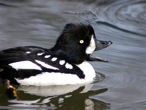 Alaska Duck Hunting に対する画像結果