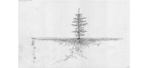 Toradh íomhá ar Spruce Tree Root System
