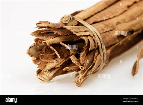 Image result for Cinnamon Inside Tree