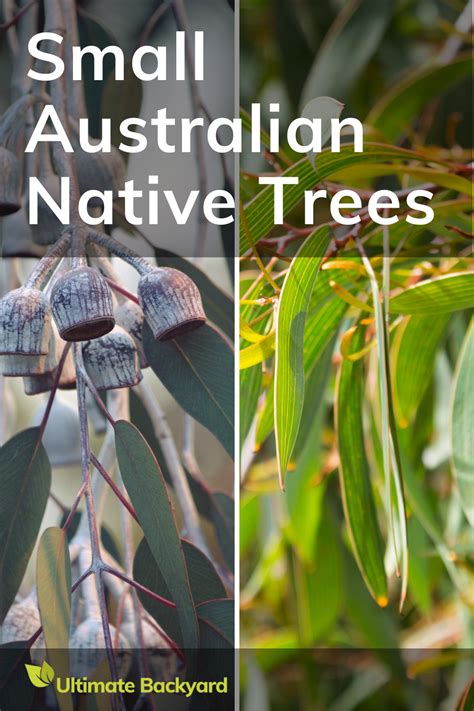 Image result for Common Australian Native Trees