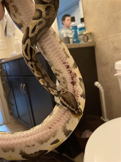 Image result for Bold Python Snake Burn Scale