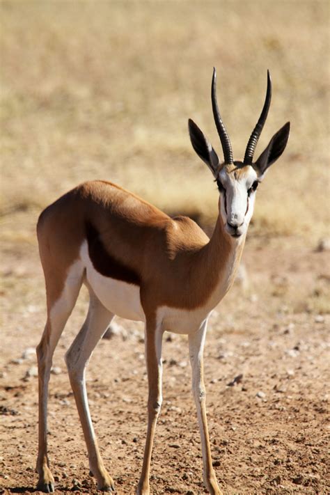Wild Animals Springbok に対する画像結果