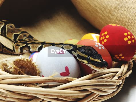 Image result for Python Easter Eggs