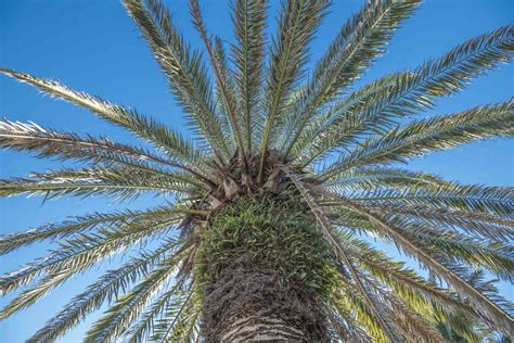 Different Palm Tree Types に対する画像結果