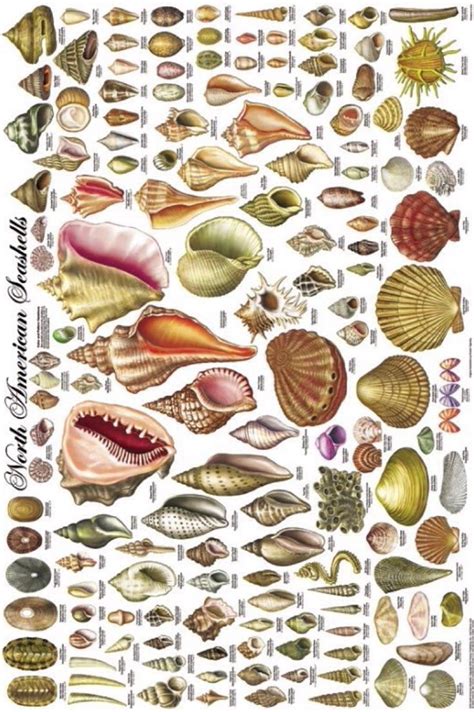 Image result for Types of Shells Chart