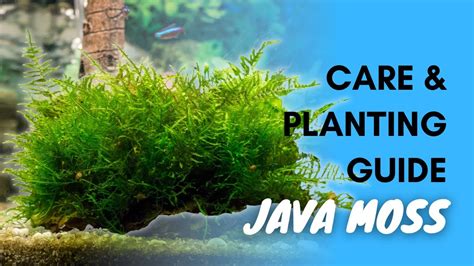 Image result for Pintrest Java MOS