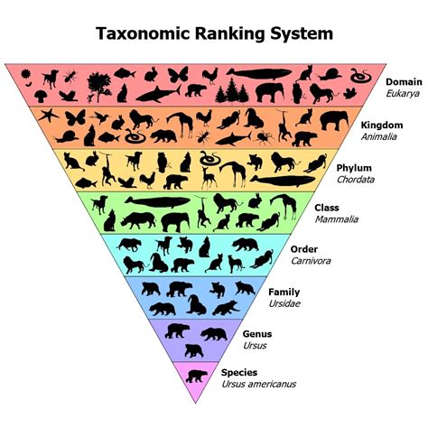 Image result for Non Examples of Taxonomy