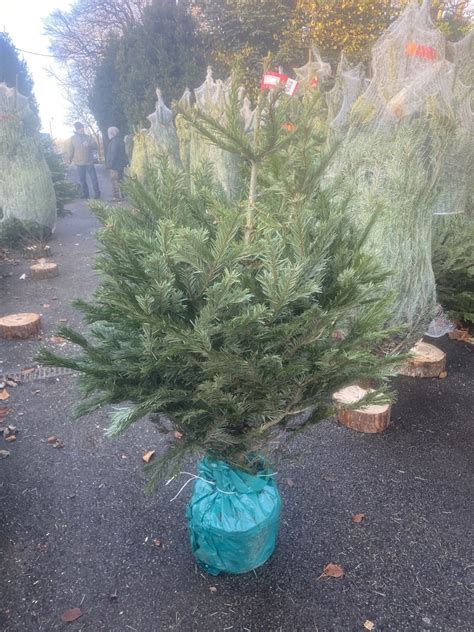 Image result for Potted Christmas Tree 4Ft Tall