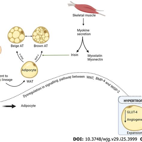 Dysfunctional Adipose Tissue に対する画像結果