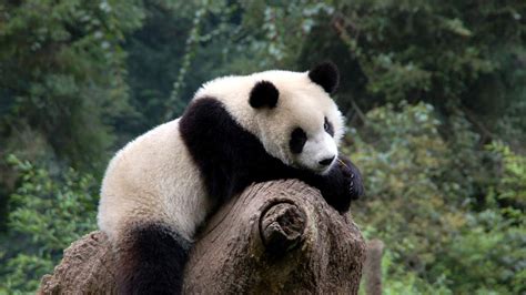 Panda Roux に対する画像結果