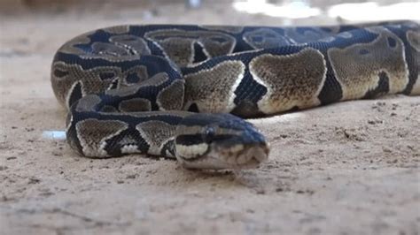 Image result for Python Genus