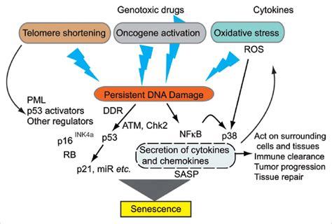 Image result for Senescence Pathways