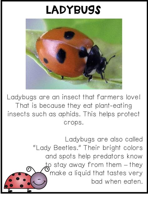 Image result for Ladybug Fun Facts for Kids