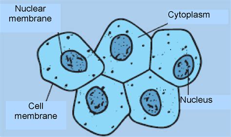 Human Cheek Cell Diagram Labeled Manual