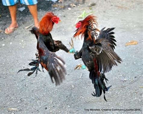 Toradh íomhá ar Hanengevechten Java