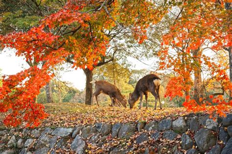 Image result for Nara Japan Deer Map