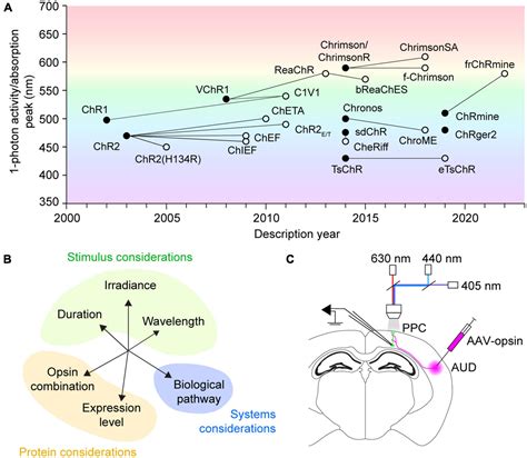 Optical Probe in Optogenetics に対する画像結果