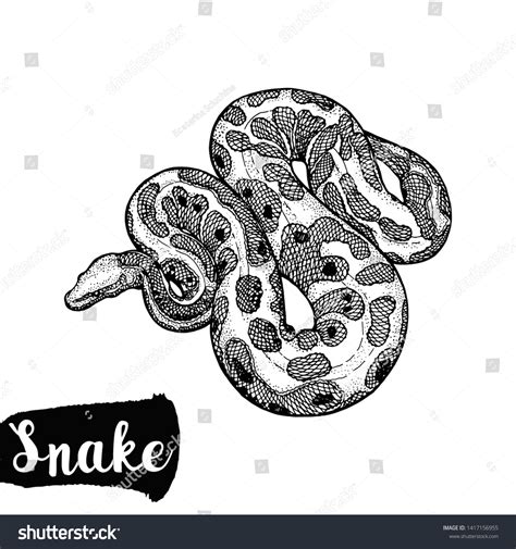 Image result for Drawing of Python Side View
