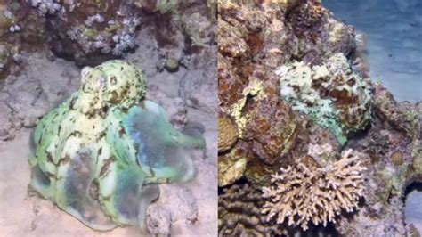 Octopus Changing Colour に対する画像結果