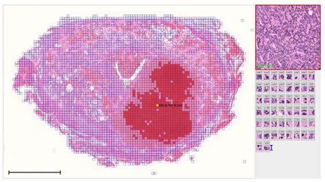 Image result for Weakly Supervised Learning
