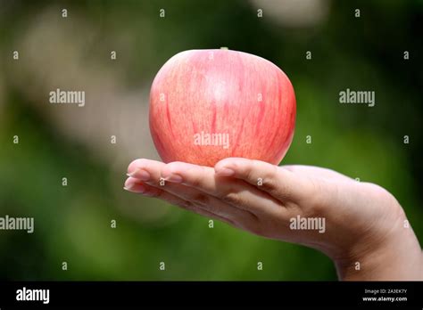 Image result for Woman's Hand Holding an Apple