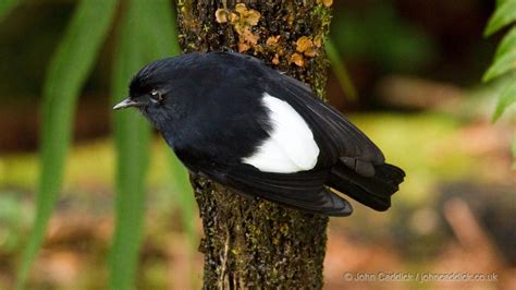 White Robin Bird に対する画像結果