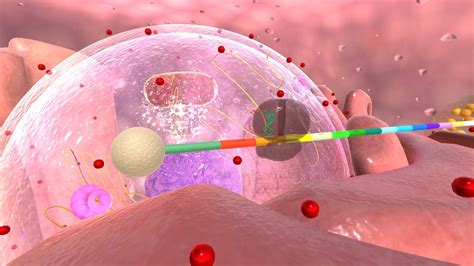 Image result for Protein Biosynthesis