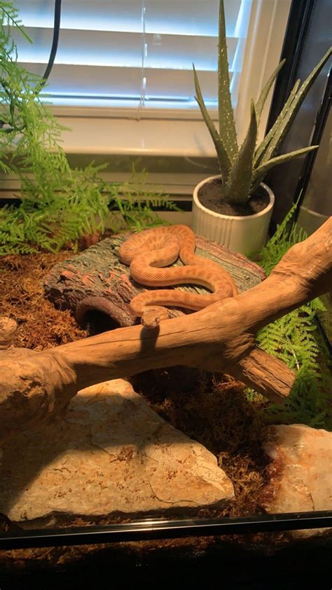 Children Python Enclosure に対する画像結果