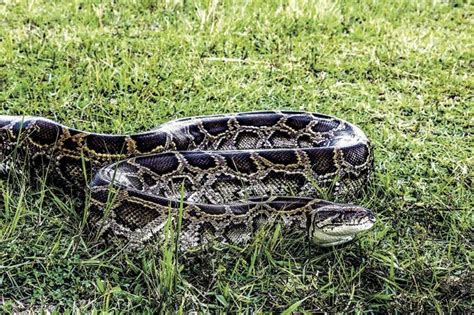 Image result for Yucatan Python