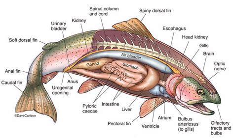 Image result for Wahoo Fish Anatomy Diagram