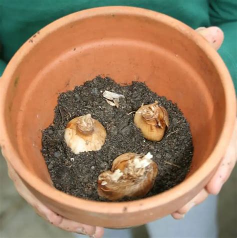 Afbeeldingsresultaten voor How to Replant Daffodil Bulbs