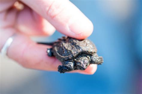 Image result for Snapping Turtle Hatchling