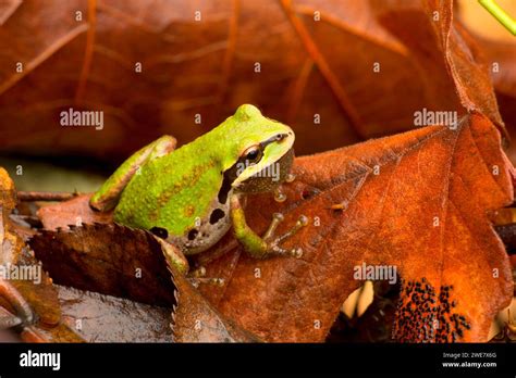 Afbeeldingsresultaten voor Pacific Tree Frog