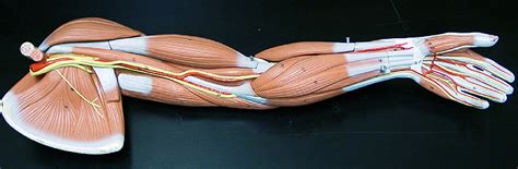 Image result for Arm Models