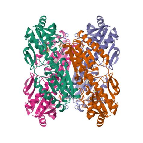 Toradh íomhá ar Phosphofructokinase Structure
