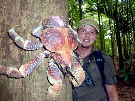 Image result for Coconut Crab Attacks Human