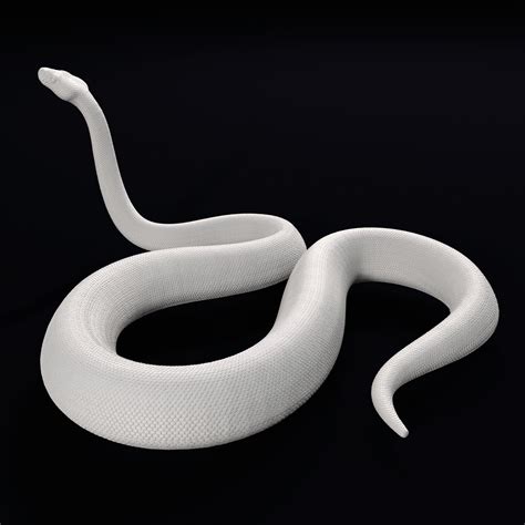 Realistic Ball Python Toy に対する画像結果