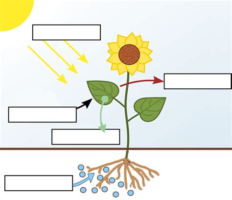Afbeeldingsresultaten voor How Does Photosynthesis Work Worksheet Answers