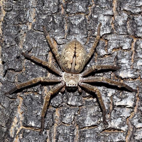 Image result for Huntsman Spider Arizona