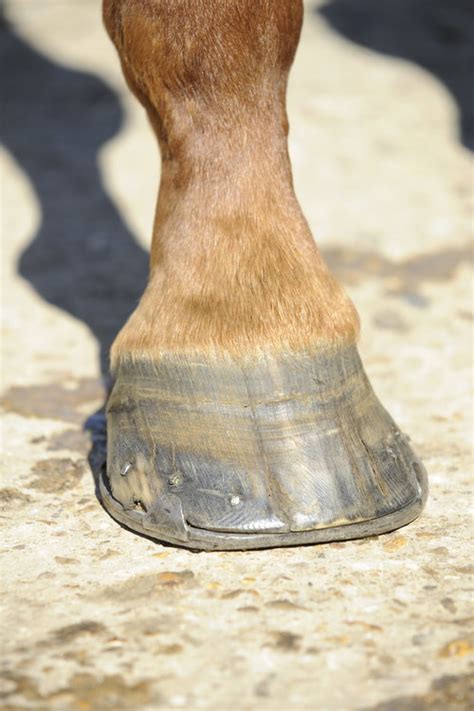 Image result for Split Hoof Animals