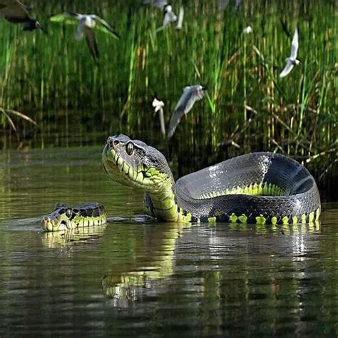 Image result for Random Numbers Inside a Python Snake