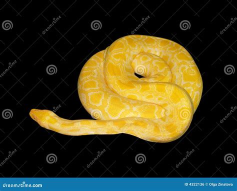 Python Yellow に対する画像結果