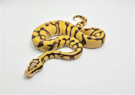 Toradh íomhá ar Gost Ball Python